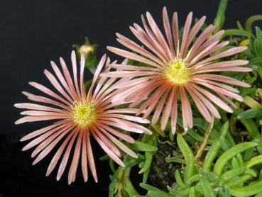 Motherplant with flowers